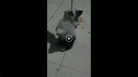 Video Kelinci Bisa Berdiri Lucu Banget Youtube