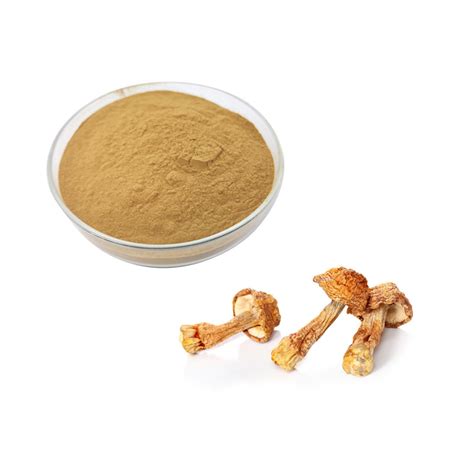 Agaricus Blazei Murrill Extract Shanghai YOH Bio Tech Co Ltd Pure