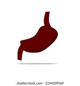 Human Stomach Cartoon Photo Vector Illustration Stock Vector (Royalty Free) 2194339569 ...