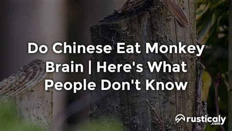 chinese eat monkey brain  people dont