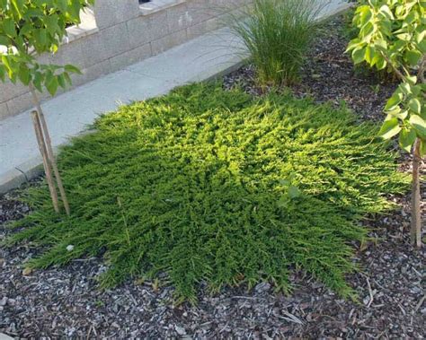 Можжевельник Принц Уэльский — описание, фото и характеристики сорта