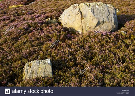 Monsters And Manuals The Heather Sea