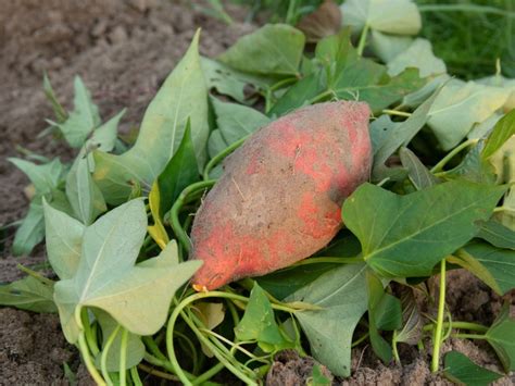 Sweet Potato Types Growing Different Varieties Of Sweet Potatoes