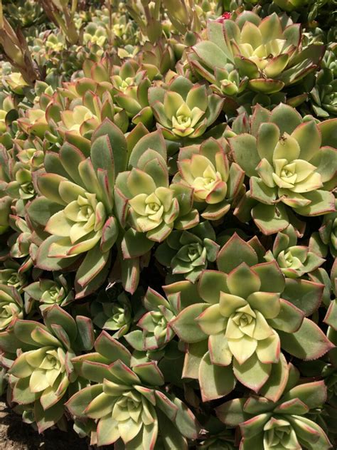Aeonium Kiwi 5 25 22 Elegant Gardens Nursery Moorpark Ca
