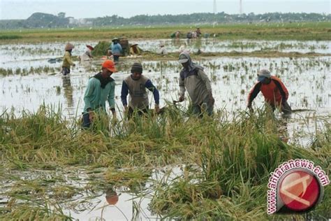 Puluhan Hektare Tanaman Padi Kulon Progo Terendam Antara News