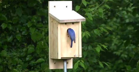 Optimal Bluebird House Placement: A Guide for Bird Lovers - The Worlds