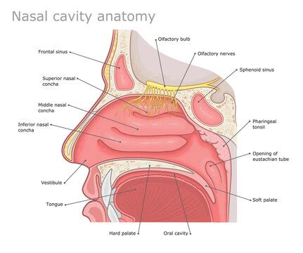 Nasal Cavity Anatomy Model