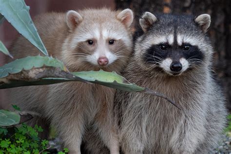 3 rare raccoon babies were spotted at Lake Merritt