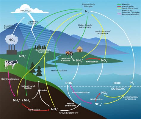 Nitrogen Cycle Definition Stages Importance And Faqs