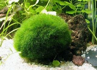 Профил на Кладофора (Маримо топки) (Cladophora aegagrophila ...