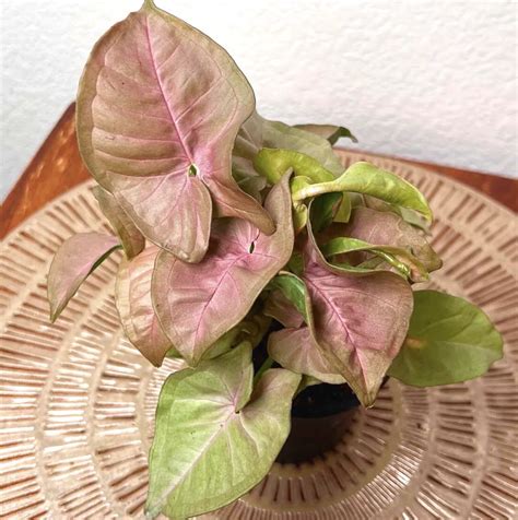 Syngonium Pink Allusion A Guide To Care And Maintenance