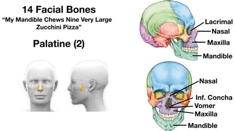 Facial Bones Of The Skull Mnemonic Anatomy And Labeled Diagram — Ezmed