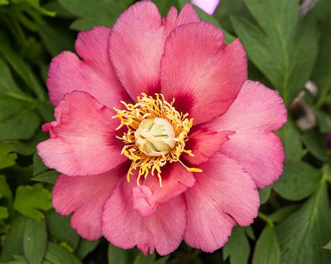 Травянистые : Пион Magical Mystery Tour-Пион Мэджикал Мистери Тур ИТО