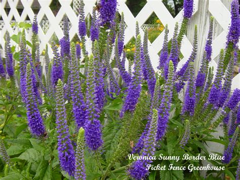 Вероника Алстер Дварф Блю (74 фото) - фото - картинки и рисунки ...