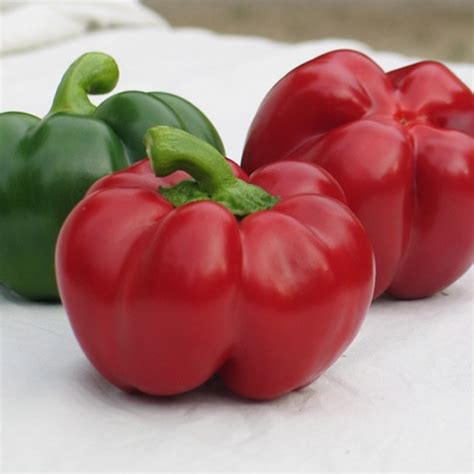 Перец Ратунда Описание Фото – Telegraph