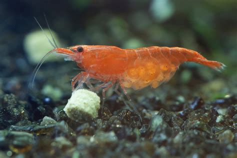 Cherry Shrimp Care Guide Grades Tank Conditions Tank Mates Diet
