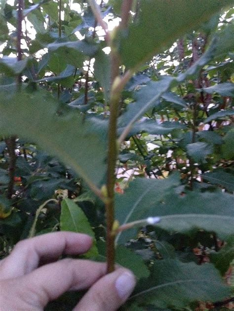 French Pink Pussy Willow In The Ask A Question Forum Garden Org