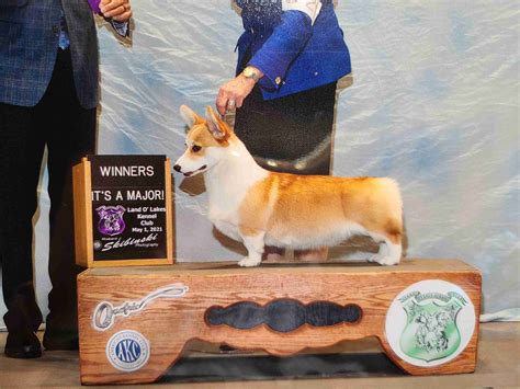Pembroke Welsh Corgi Puppies For Sale In Minnesota