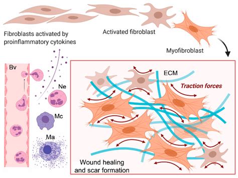 Extracellular Targets to Reduce Excessive Scarring in Response to