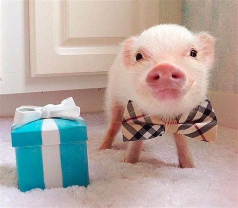 Мини-пиг: описание маленькой свинки, уход и содержание