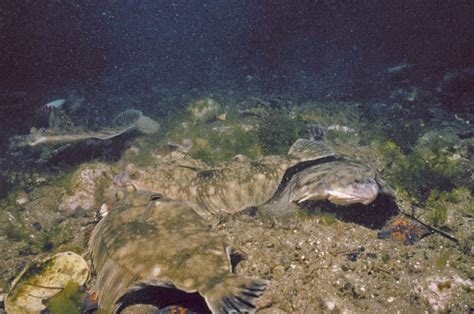 Подводный мир залива Петра Великого