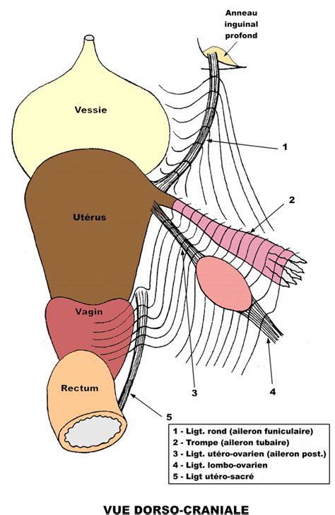 Ligament Rond