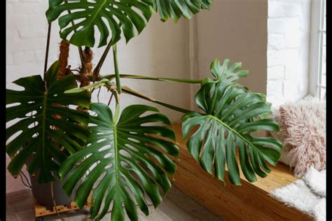 How To Stake Your Monstera Plant For Optimal Growth Plant And Seed Guide