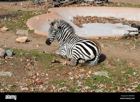 Zebra Laying Down Hi Res Stock Photography And Images Alamy