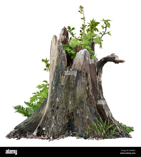 Cut Out Tree Stump Old Tree Stub Surrounded By Green Foliage Dead