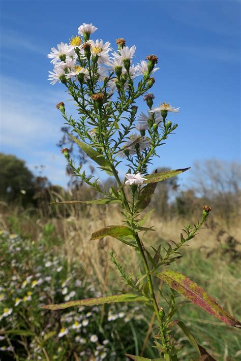 Symphyotrichum × versicolor - Изображение особи - Плантариум
