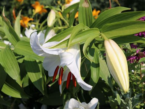 Lilie 'Casablanca' - Schönstes Stauden-Sortiment & Expertenwissen