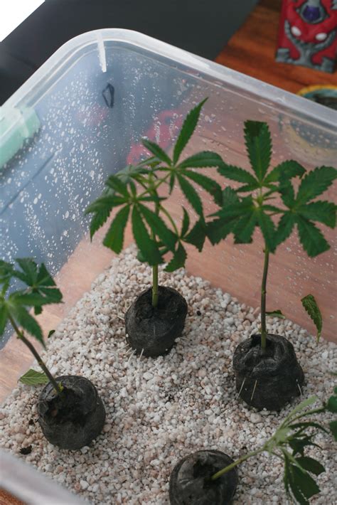 ¿Qué futuro tiene la biotecnología en la industria del cannabis