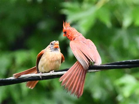 The mating dance of the Northern Cardinal…link to series below : r/pics