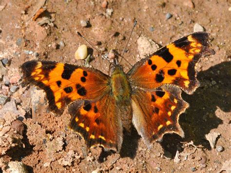Green Comma — wisconsinbutterflies.org