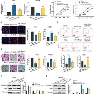 The Function Of Lipe As Mir P In Cervical Cancer Cells A