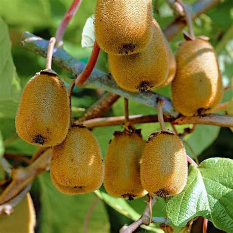 Мини-киви (актинидия) Доктор Шимановский (9314): купить саженцы почтой ...