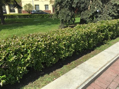 Кизильник: виды, посадка, уход и размножение, фото, видео