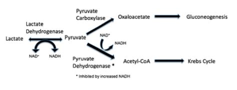 Metformin Associated Lactic Acidosis (MALA): ED-focused management - emdocs