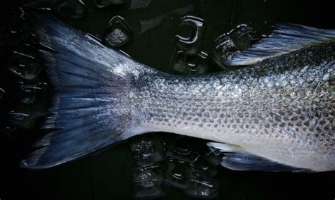 Mujer recibe implante de vagina hecha de pescado Periódico AM