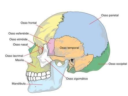 Resultado De Imagem Para Fotos De Cranio Nomes Huesos Anatomia