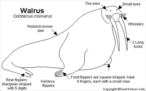 Walrus Printout- EnchantedLearning.com