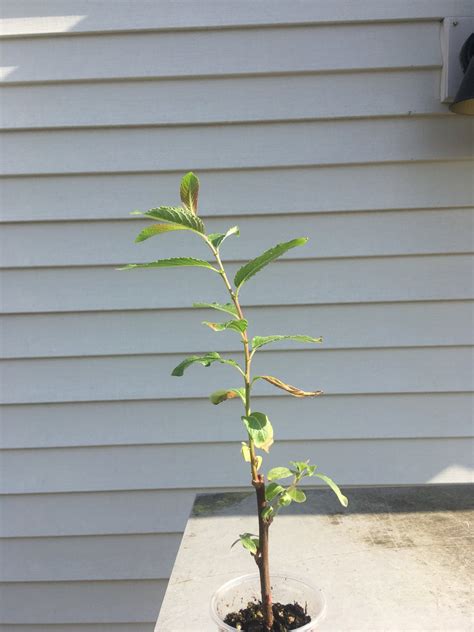 French Pink Pussy Willow Starter Live Tree Etsy