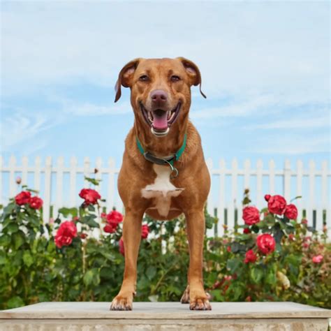 Аксессуары для смартфона: все "за" и "против"