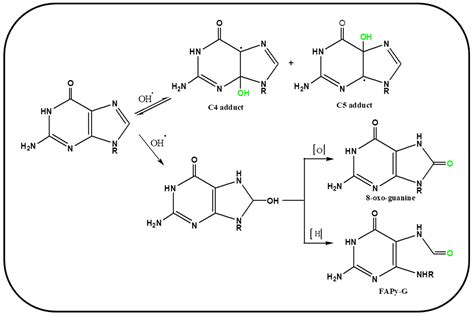 IJMS Free Full Text Oxidative Stress Role And Response Of Short