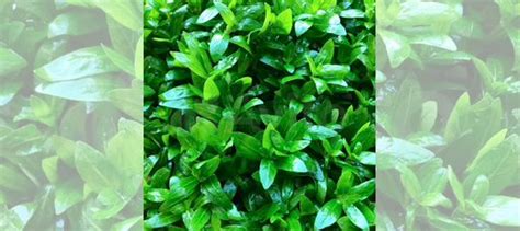 Стаурогин репенс купить в Москве | Животные и зоотовары | Авито