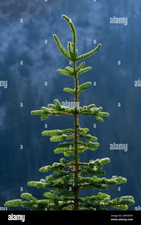 Subalpine Fir Abies Lasiocarpa Hi Res Stock Photography And Images Alamy