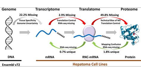 Systematic Analyses Of The Transcriptome Translatome And Proteome