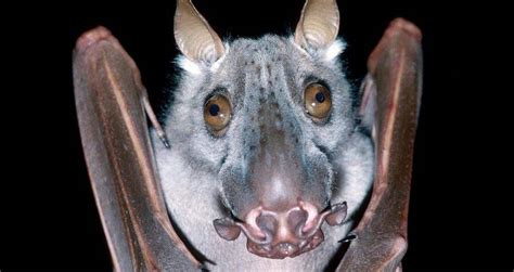 Meet The Hammer Headed Bat The Largest Megabat In Africa