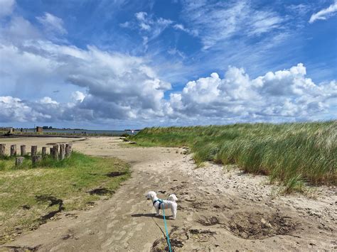 Katse Veer Door Geeske Harkema Kats Bij Het Strandje Van Flickr