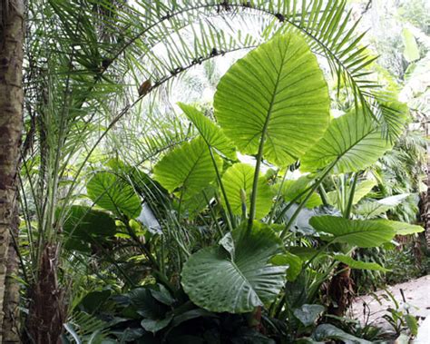 Alocasia ‘Calidora’